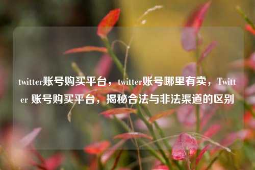 twitter账号购买平台，twitter账号哪里有卖，Twitter 账号购买平台，揭秘合法与非法渠道的区别