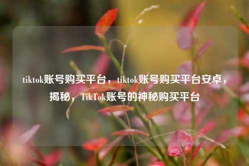 tiktok账号购买平台，tiktok账号购买平台安卓，揭秘，TikTok账号的神秘购买平台  第1张