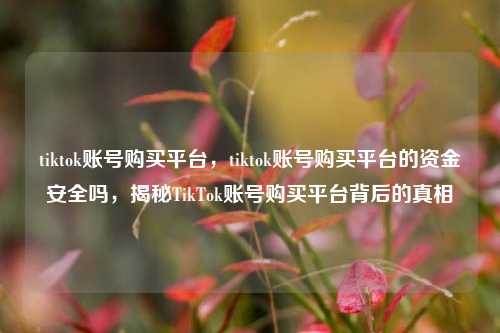 tiktok账号购买平台，tiktok账号购买平台的资金安全吗，揭秘TikTok账号购买平台背后的真相