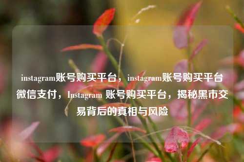 instagram账号购买平台，instagram账号购买平台微信支付，Instagram 账号购买平台，揭秘黑市交易背后的真相与风险